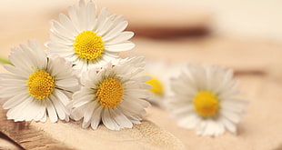 white Daisy flower in selective focus photography HD wallpaper