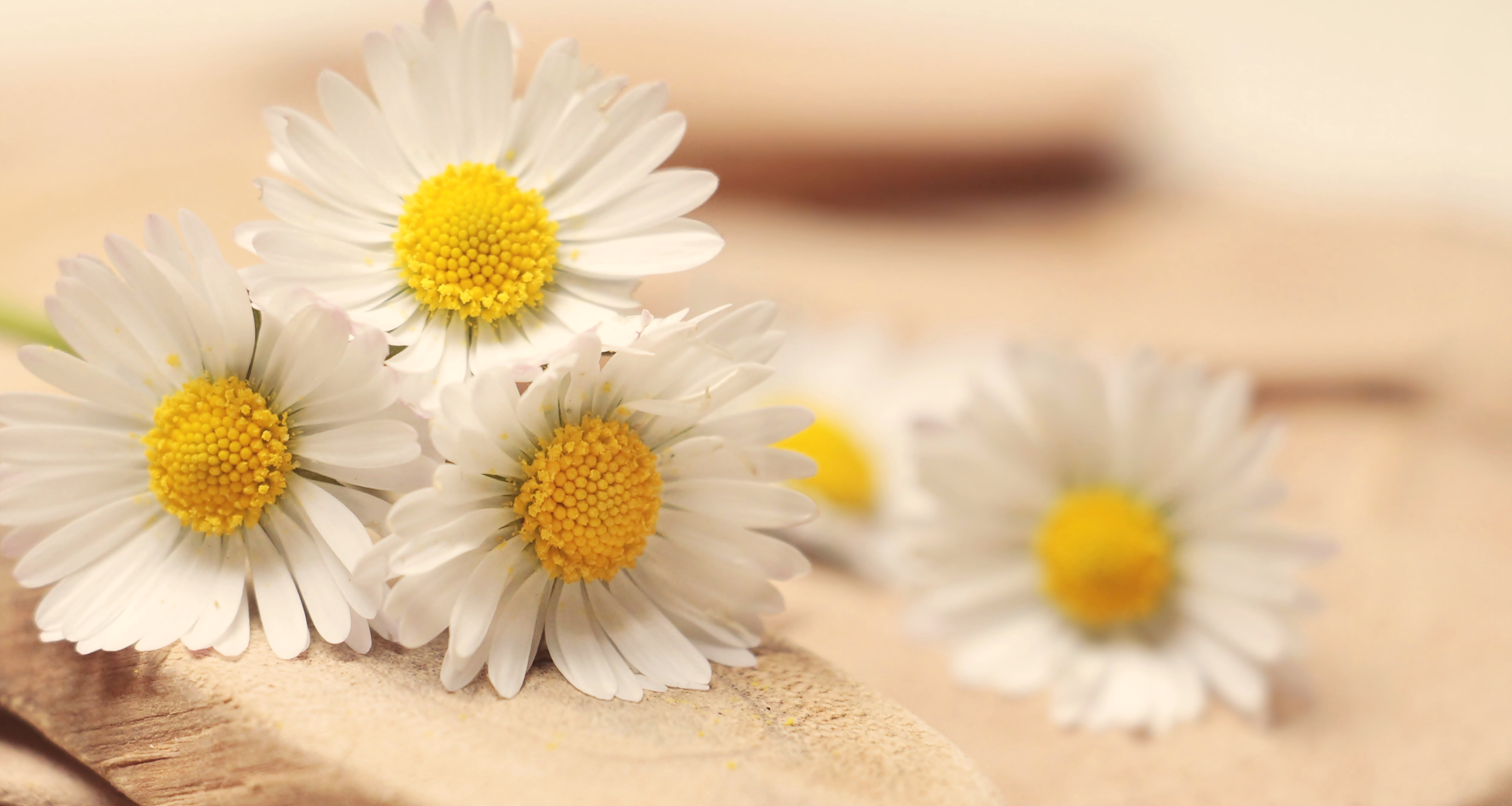 white Daisy flower in selective focus photography