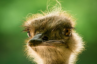 Ostrich head in macro shot HD wallpaper