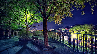 green trees by night wallpaper, trees, cityscape, night, bench