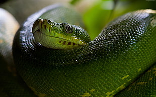 green snake