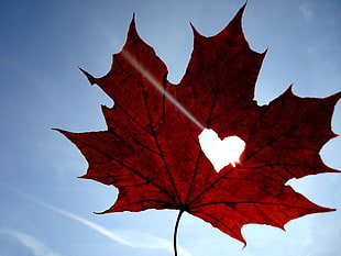 red Maple leaf with heart cut-out during daytime HD wallpaper