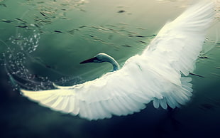 white duck illustration
