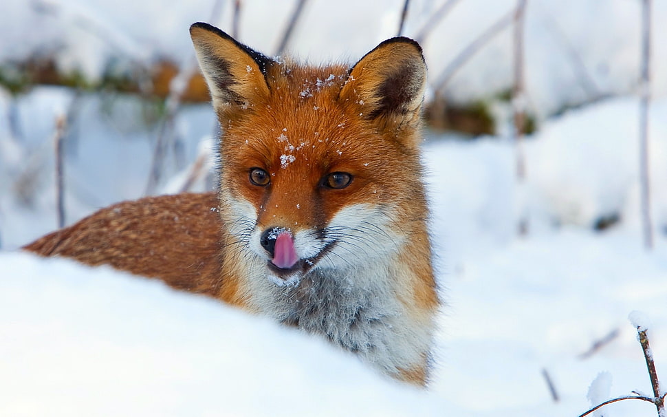 brown and white fox on snow coated surface HD wallpaper