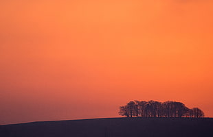 silhouette painting of trees during sunset, gloucestershire HD wallpaper