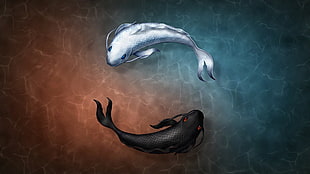 two black and white coi swimming on water animation HD wallpaper