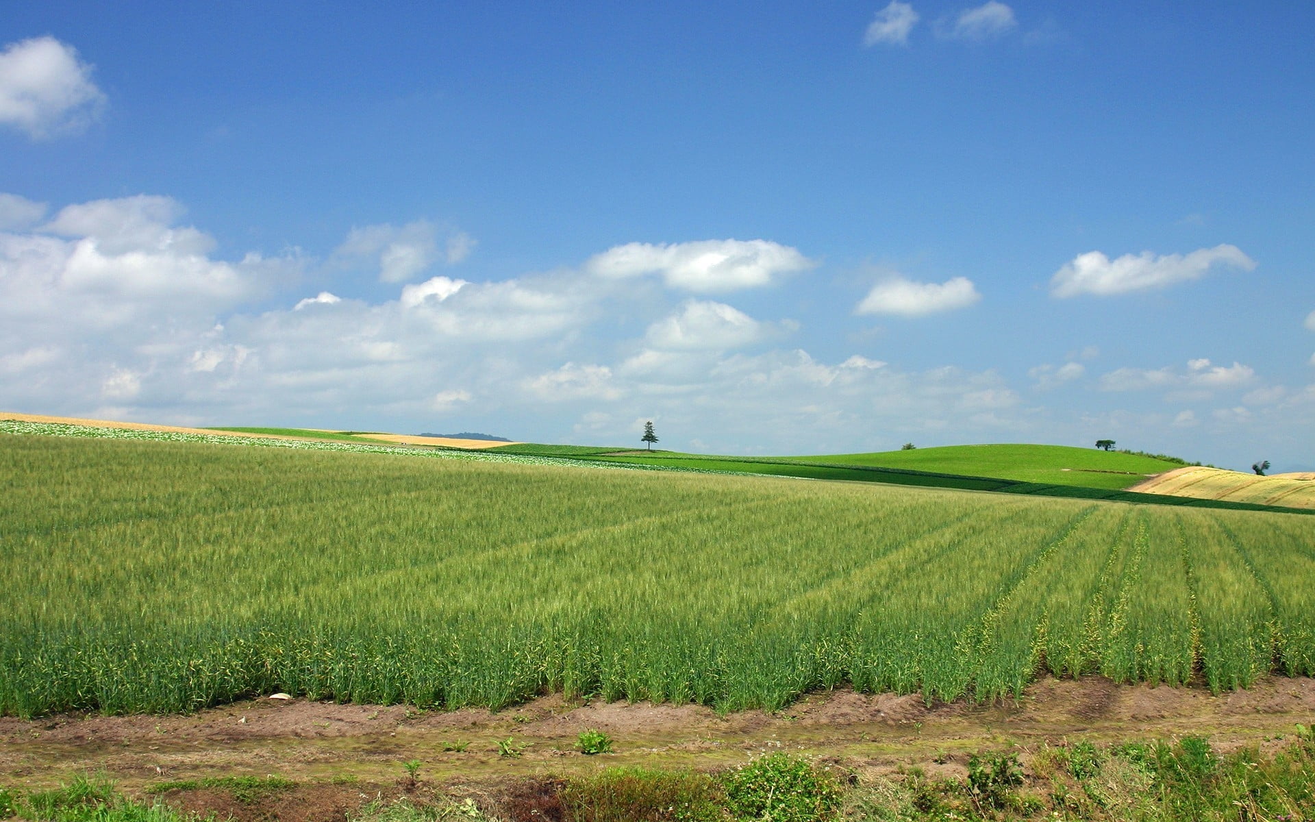 green crop field