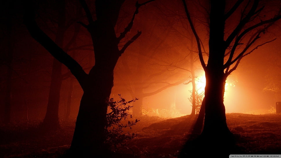 two bare trees, forest, night, lights, trees HD wallpaper