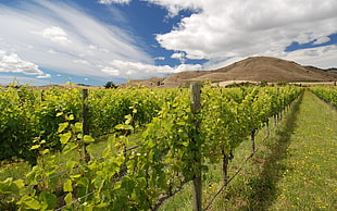 photography of vines near mountain during daytime