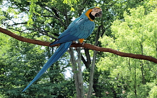 blue and brown Parakeet HD wallpaper