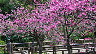 pink flowers and tree