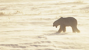 polar bear, polar bears, animals HD wallpaper