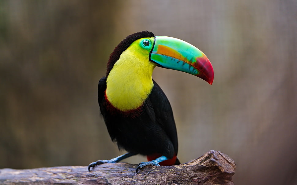 black-yellow-and-green toucan HD wallpaper