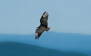 animal photography of vulture taking flight HD wallpaper