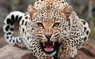 leopard animal, animals, jaguars HD wallpaper