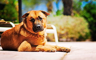 brown dog sitting at sunlight