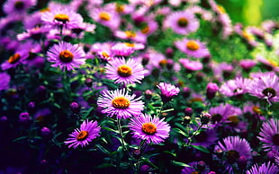 purple and yellow petaled flowers, flowers, purple flowers, depth of field HD wallpaper