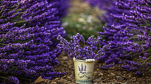 lavender plant, flowers, photography, bucket, lavender HD wallpaper