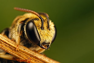 shallow focus image of bee
