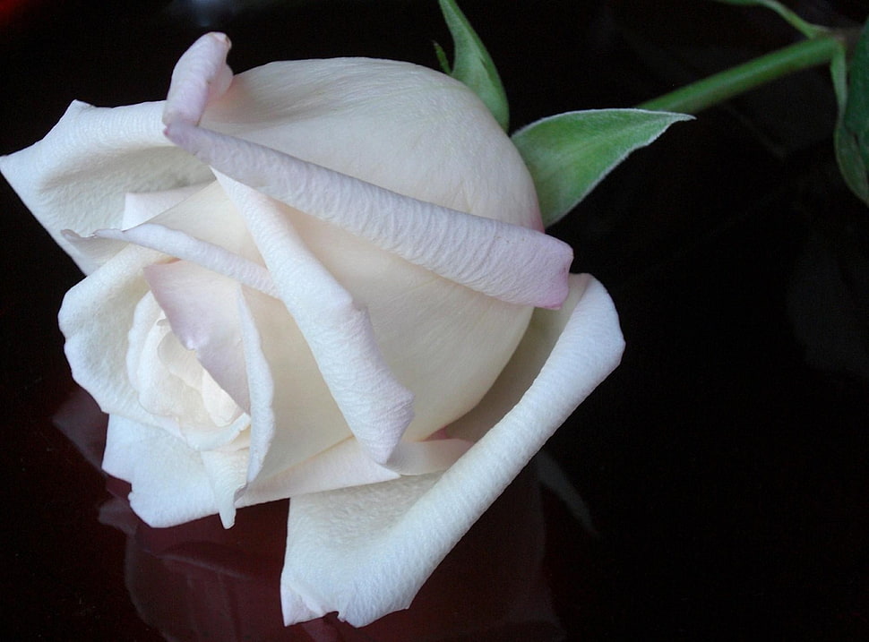 white Rose flower HD wallpaper