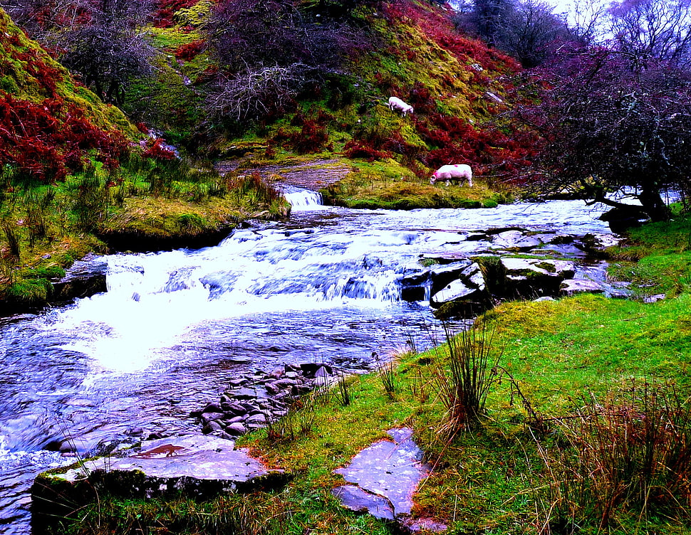 two white 4-legged animals on green grass hill near flowing stream, brecon beacons HD wallpaper