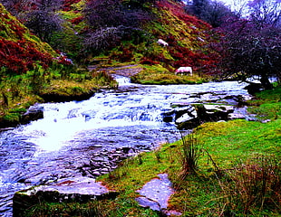 two white 4-legged animals on green grass hill near flowing stream, brecon beacons