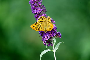 focus photography of yellow and black Butterfly on Lavender HD wallpaper
