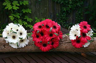 white and red bouquet of flowers HD wallpaper