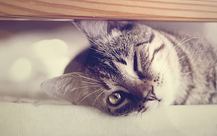 selective photo of silver Tabby kitten