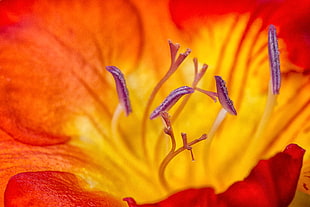 macro photography of orange and yellow flower HD wallpaper