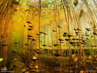 school of fish, Tadpoles HD wallpaper