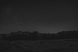 grayscale trees under starry sky wallpaper, forest, trees, landscape, night