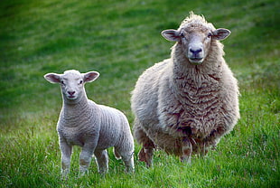 two brown sheep on green grass field