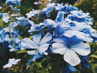 blue flowers HD wallpaper