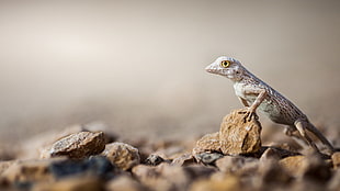 gray and brown lizard on brown pebble