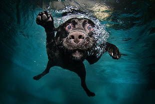 adult black Labrador Retriever diving