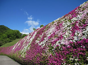 pink and white flower beds under blue sky