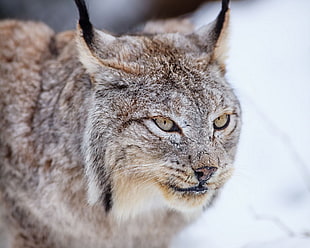 gray-fur large wild cat at daytime