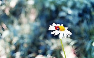 white petaled flower and red ladybird, flowers, ladybugs, grass, insect