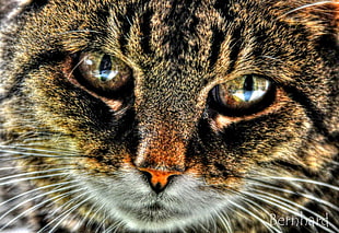close up photography of brown Tabby cat HD wallpaper