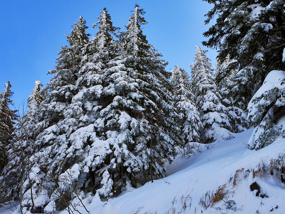 macro photography of snowy pine tree during daytime HD wallpaper