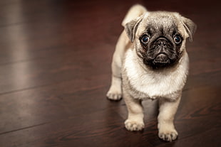 fawn Pug puppy on focus photo