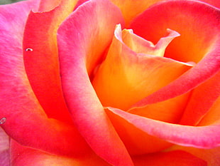 closeup photography of red and yellow rose