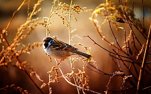 brown and gray bird, animals, birds, sparrow