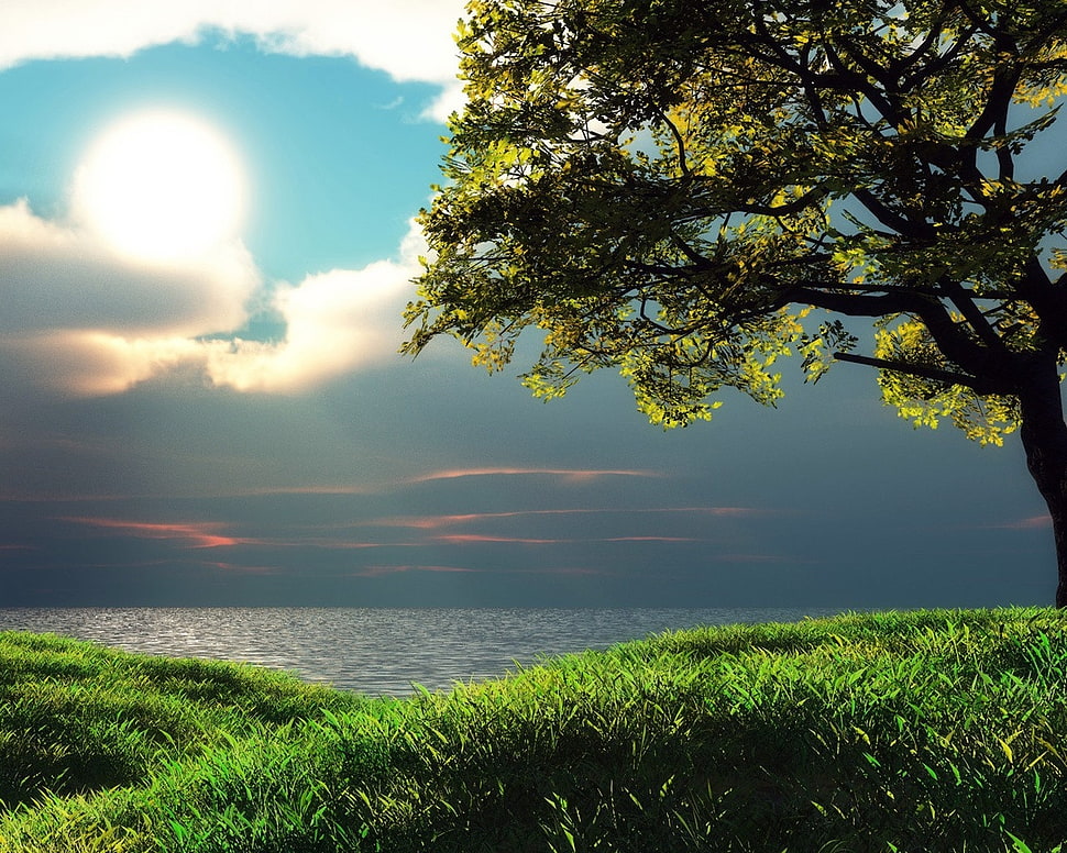 green tree photo HD wallpaper