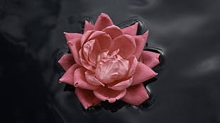 closeup photo of pink petaled flower on body of water