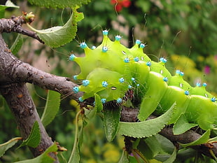 macro photo of green caterpillar during daytime HD wallpaper