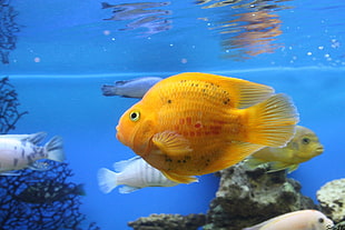 orange flower horn fish