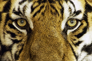 closeup photo of tiger HD wallpaper