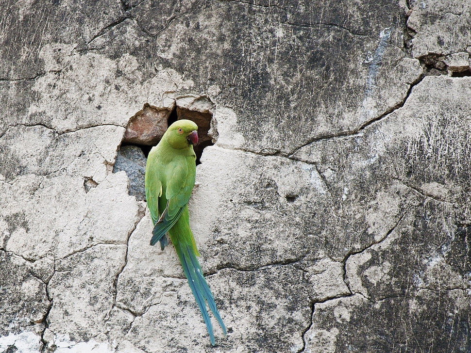 green parakeet on wall crack HD wallpaper
